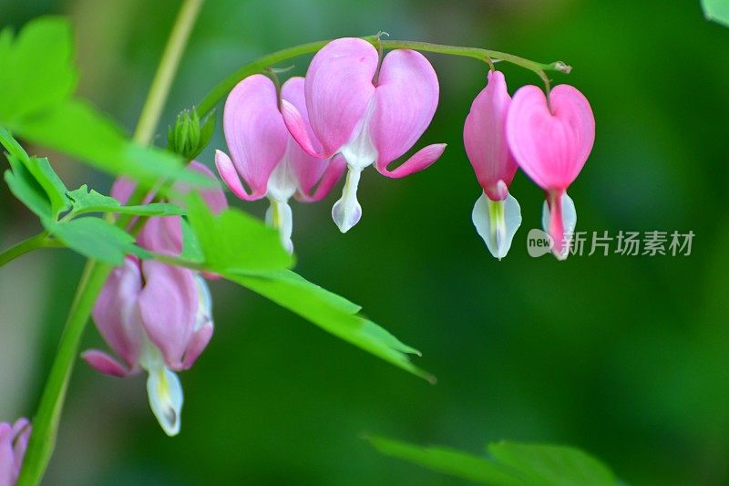 Lamprocapnos spectabilis /流血的心/七弦琴花